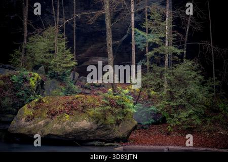 Majestätischer Wald in Herbstfarben Stockfoto