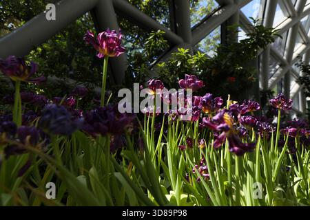 RAYONG, THAILAND 29. November 2025 - atmosphärischer Blick auf Miracle of Natural, die größte Winterblumenfarm Thailands, in der FLORA-AUSSTELLUNGSHALLE im PTTLNG Plant Exhibition Building, Map Ta Phut, Mueang Rayong, Provinz Rayong. (Foto: Teera Noisakran/SIPA USA) Credit: SIPA USA/Alamy Live News Stockfoto