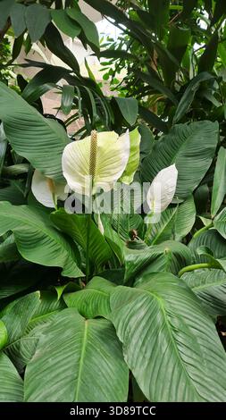 Peace Lily (Spathiphyllum) Blume Inmitten Üppiger Tropischer Grüner Blätter, Nahaufnahme Vertikale Aufnahme Stockfoto