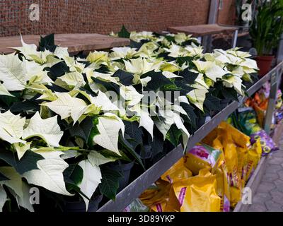 Weißer Weihnachtsstern euphorbia pulcherrima Pflanzen Blumen in Töpfen Stockfoto