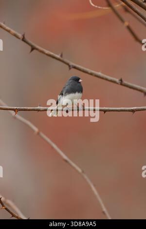 Männlicher, dunkeläugiger Junco, der auf einem Baumzweig sitzt Stockfoto
