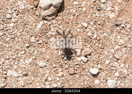 Nordamerikanischer Radkäfer (Arilus cristatus) in der Region Huatusco in Mexiko Stockfoto