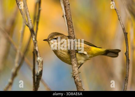 Herbstgefiederte Palmwarbler (Setophaga palmarum) thront auf einem Zweig in einem Herbstwald von Wisconsin. Stockfoto