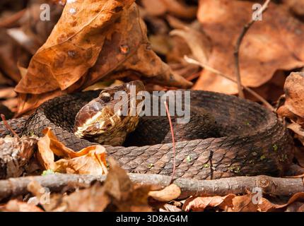 Cottonmouth (Agkistrodon piscivorus) ist zwischen herabfallenden Herbstblättern im Shawnee National Forest im Süden von Illinois gewickelt. Stockfoto