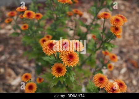 Chrysanthemum morifolium Orangenblüten aus nächster Nähe Stockfoto
