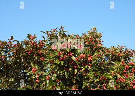 Crataegus crus-galli-Zweig aus nächster Nähe mit frischen Früchten Stockfoto