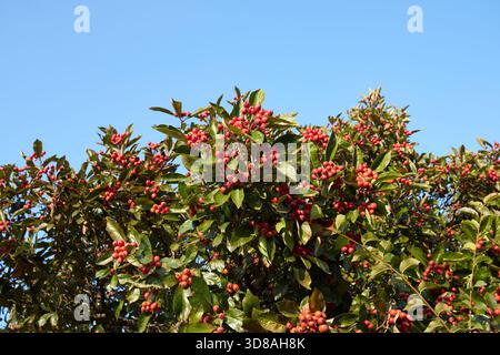 Crataegus crus-galli-Zweig aus nächster Nähe mit frischen Früchten Stockfoto