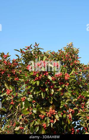 Crataegus crus-galli-Zweig aus nächster Nähe mit frischen Früchten Stockfoto