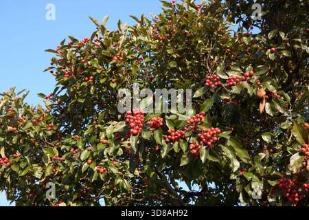 Crataegus crus-galli-Zweig aus nächster Nähe mit frischen Früchten Stockfoto