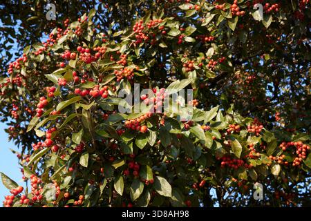 Crataegus crus-galli-Zweig aus nächster Nähe mit frischen Früchten Stockfoto