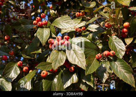 Crataegus crus-galli-Zweig aus nächster Nähe mit frischen Früchten Stockfoto