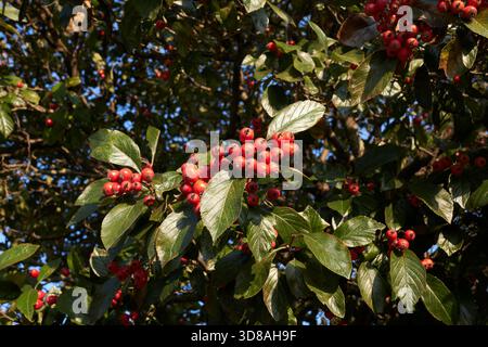 Crataegus crus-galli-Zweig aus nächster Nähe mit frischen Früchten Stockfoto
