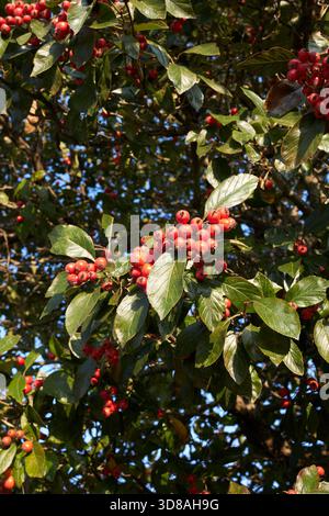 Crataegus crus-galli-Zweig aus nächster Nähe mit frischen Früchten Stockfoto