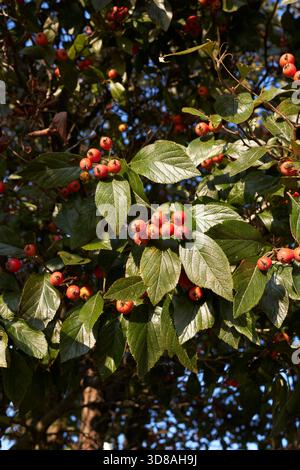 Crataegus crus-galli-Zweig aus nächster Nähe mit frischen Früchten Stockfoto