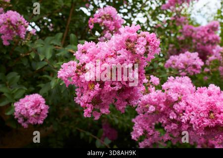 Lagerstroemia Indica Zweig mit rosa Blütenstand Stockfoto