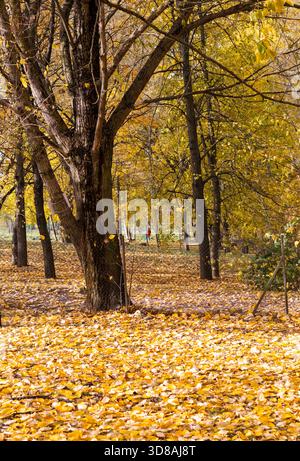 Spaziergang durch den Park, der von bunten Herbstblättern bedeckt ist Stockfoto
