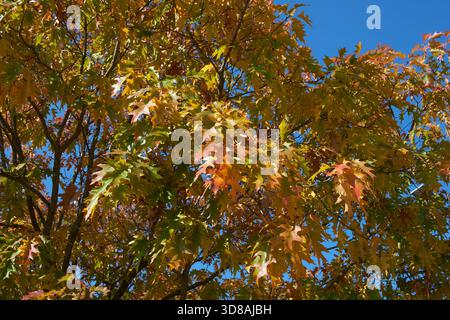 Quercus rubra farbenfrohe Blätter im Herbst Stockfoto