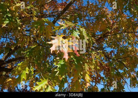Quercus rubra farbenfrohe Blätter im Herbst Stockfoto