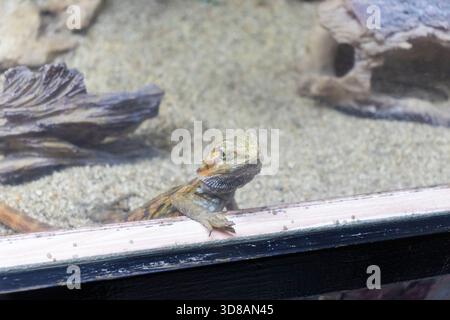 Das Foto zeigt einen bärtigen Drachen Stockfoto