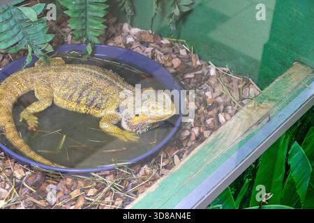 Das Foto zeigt einen bärtigen Drachen Stockfoto