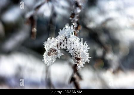 Detaillierte Makroansicht von gefrorenen Baumzweigen, bedeckt mit scharfen Eiskristallen bei kalten Winterbedingungen. Stockfoto