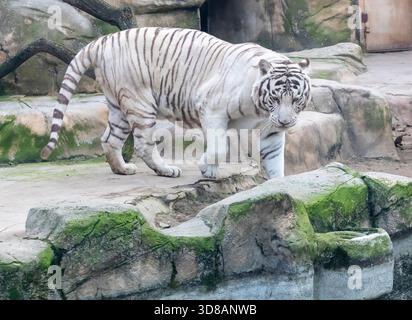 Das Foto zeigt einen weißen Tiger, eine seltene Form des bengalischen Tigers Stockfoto