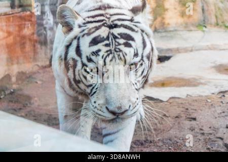 Das Foto zeigt einen weißen Tiger, eine seltene Form des bengalischen Tigers Stockfoto