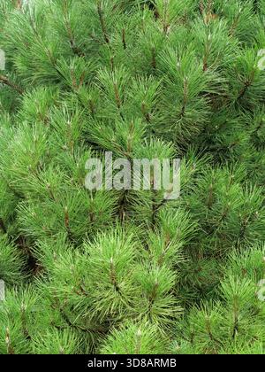 Dichte Bergkiefern mit dunkelgrünen Nadeln, einer feinen Textur und einer kompakten Wachstumsgewohnheit. Kopierraum. Stockfoto