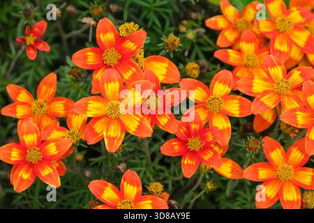 Bidens ferulifolia Taka Tuka Double Yellow Red Centre, kompakte mehrjährige Pflanze, meist als jährliche, doppelte gelbe Blütenköpfe mit roten Zentren angebaut Stockfoto