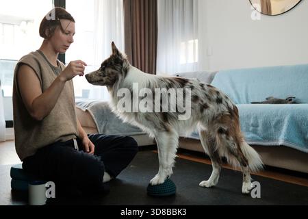 Eine Frau trainiert ihren Border Collie, um während eines Heimtrainings auf einem strukturierten Fitness-Pod auszubalancieren. Die Szene zeigt Fokus, Stabilität und Eckzähne Stockfoto