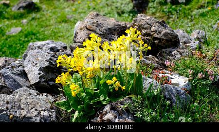 Nahaufnahme der leuchtenden gelben Wildblumen des Cowslip Primula veris, die zwischen grauen Kalksteinfelsen auf einer grünen Almwiese blühen Stockfoto