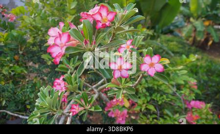 Wüstenrose, wissenschaftlich bekannt als Adenium obesum Stockfoto