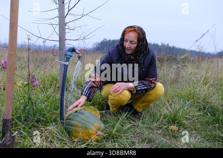 Weibliche Hand der Frau, die zwei kleine Kürbisse hochhält, einen orange und einen gestreiften gelb-orange in einem Kürbisfleck. Hochwertige Fotos Stockfoto