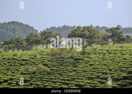 Teeplantage in den Bergen, im Westen, Uganda Stockfoto