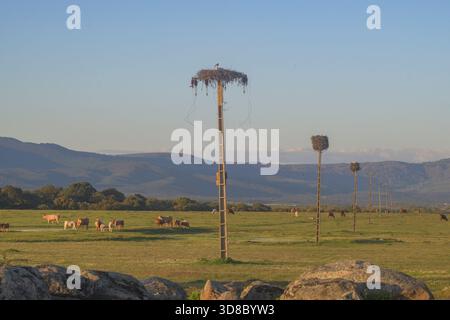 Weite Landschaft der Dehesa mit Weidevieh auf dem Feld. Mehrere hohe verwitterte Holzstromasten zeigen große sichtbare Weißstörche und Stockfoto