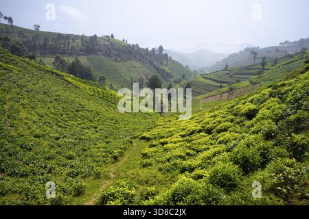 Teeplantage in den Bergen, im Westen, Uganda Stockfoto