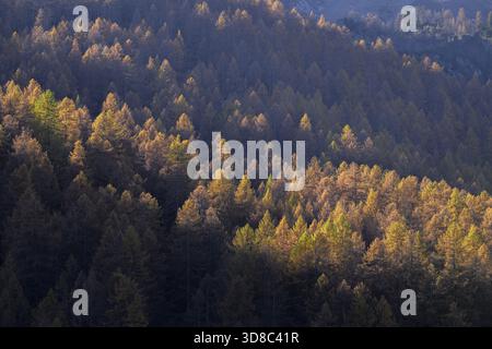 Sonnendurchfluteter Wald mit Herbstbäumen, die lange Schatten über sanfte Hügel werfen, Italien Stockfoto
