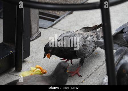 Singapur, 9. September, 2025 Tauben, die an einem Restauranttisch in Little India, Singapur, plündern Stockfoto