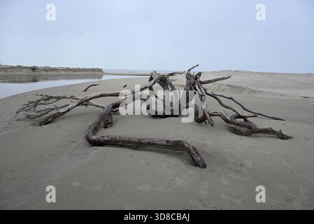 Der Todesfluss am Torre del Lago. Im Hintergrund gibt es Sand und das Mittelmeer. Es gibt eine alte verzerrte Kiefer mit Wurzeln. Bewölkter Himmel und äh Stockfoto