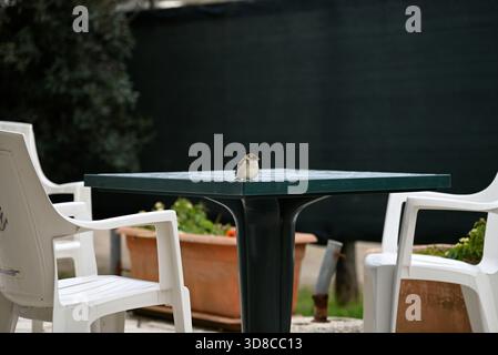 Spatzen sitzen an Wänden. Spatzen sitzen in Bäumen und auf Tischen und Sitzen in der Nähe eines italienischen Cafés. Stockfoto