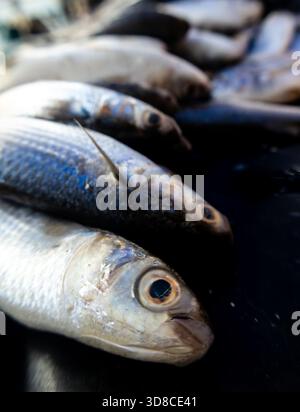 Nahaufnahme von frischem rohen ganzen fliegenden Fischen auf dem Markt mit großen Brustflossen, selektiver Fokus. Frischer roher fliegender Fisch. Stockfoto