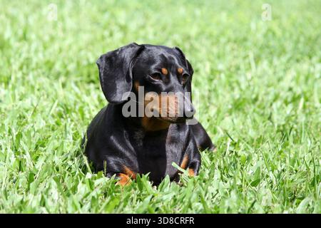 Schwarz-brauner Miniatur-Dachshund-Wursthund, der im grünen Gras liegt Stockfoto