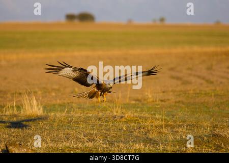 Roter Drachen Milvus milvus, Erwachsener fliegt, im November auf grassl, Toledo, Spanien landen Stockfoto