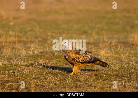 Roter Drachen Milvus milvus, Erwachsener auf Grasland, Toledo, Spanien, November Stockfoto