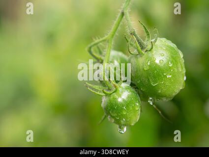 Eine gesunde Ansammlung kleiner unreifer grüner Tomaten, die von Wassertropfen glitzern, von oben in einem Bio-Bauernhof betrachtet. Stockfoto