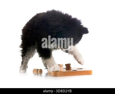 Sie spielen Pomsky vor weißem Hintergrund Stockfoto