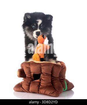 Junger Pomsky vor weißem Hintergrund Stockfoto