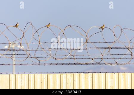 Drei Schützenlachen (Galerida cristata) thronten in einem ruhigen Moment im Herbstlicht auf dem Drahtzaun im Hafen von Limassol auf Zypern. Stockfoto