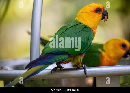 Der Jandaya-Sittich (Aratinga jandaya) ist ein kleiner neotropischer Papagei mit grünen Flügeln und Schwanz, rötlich-orange Körper, gelbem Kopf und Hals, orange che Stockfoto