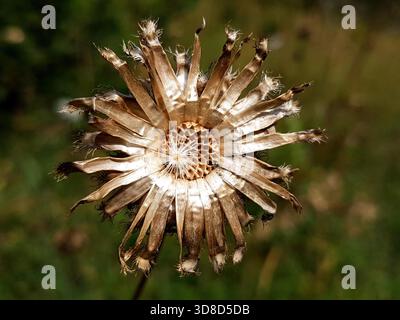 Detaillierte Nahaufnahme einer goldenen glühenden getrockneten Kornblume, die ihre strukturierten Blütenblätter und natürliche Eleganz mit einem weichen braun-grünen Hintergrund einfängt Stockfoto